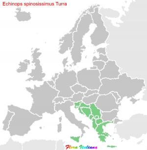 Echinops spinosissimus Turra